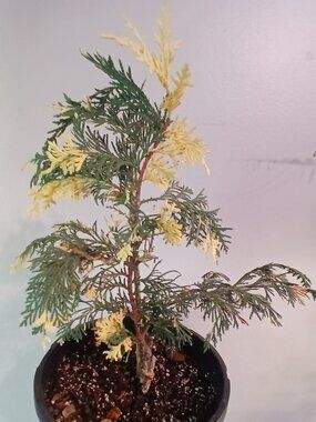 Varigated Weeping Alaskan Cedar